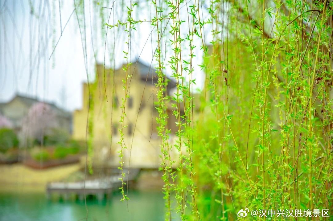 诗谜解析,探索今期马虎牛出特,春风豆营抽新绿的文学奥秘 诗谜解析,探索今期马虎牛出特,春风豆营抽新绿的文学奥秘