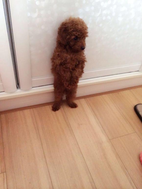 善解人意背后的生肖密码，探寻心灵相通的智慧之源-善解人意 猜一精准生肖