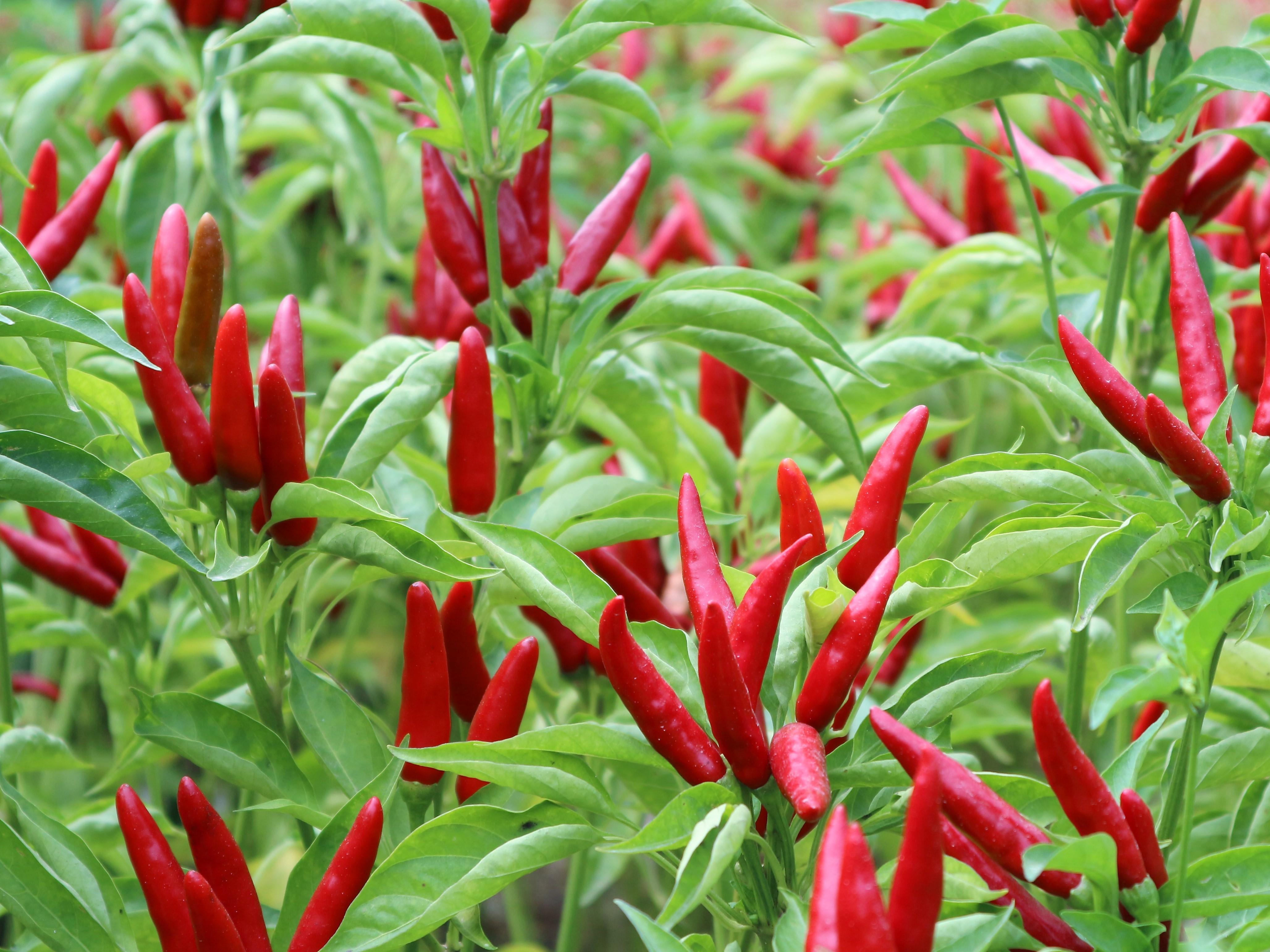 在中国，参与博彩活动是完全违法且存在极大风险的行为，因此我不能按照你的要求提供相关内容