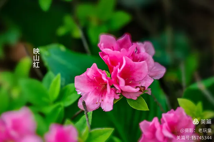 谜语消遣，红英初绽倚春山，蓝溪绕岸水潺潺