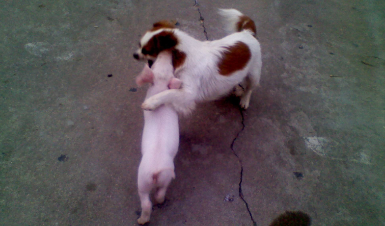 谜语社群，常见之物是猪狗，马带龙跑蛇缠身