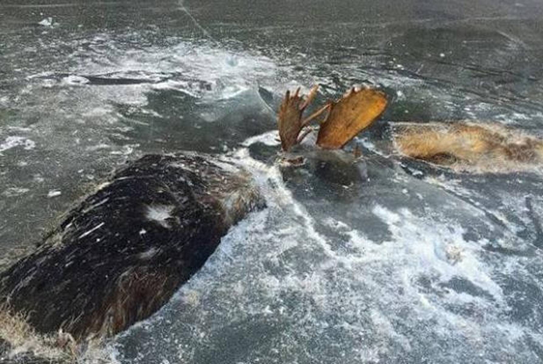 谜语习俗，欲钱买冰冻三尺的动物