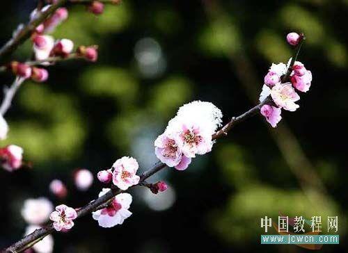 澳门梅花三弄，十句经典中的文化密码与艺术交响