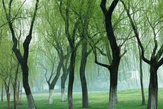 谜语游戏:无心插柳柳成荫