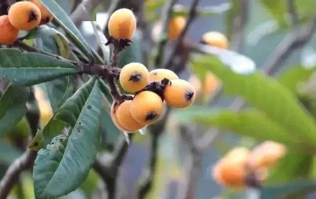 谜语分享，腾云驾雾后接龙，春华秋实猴摘果