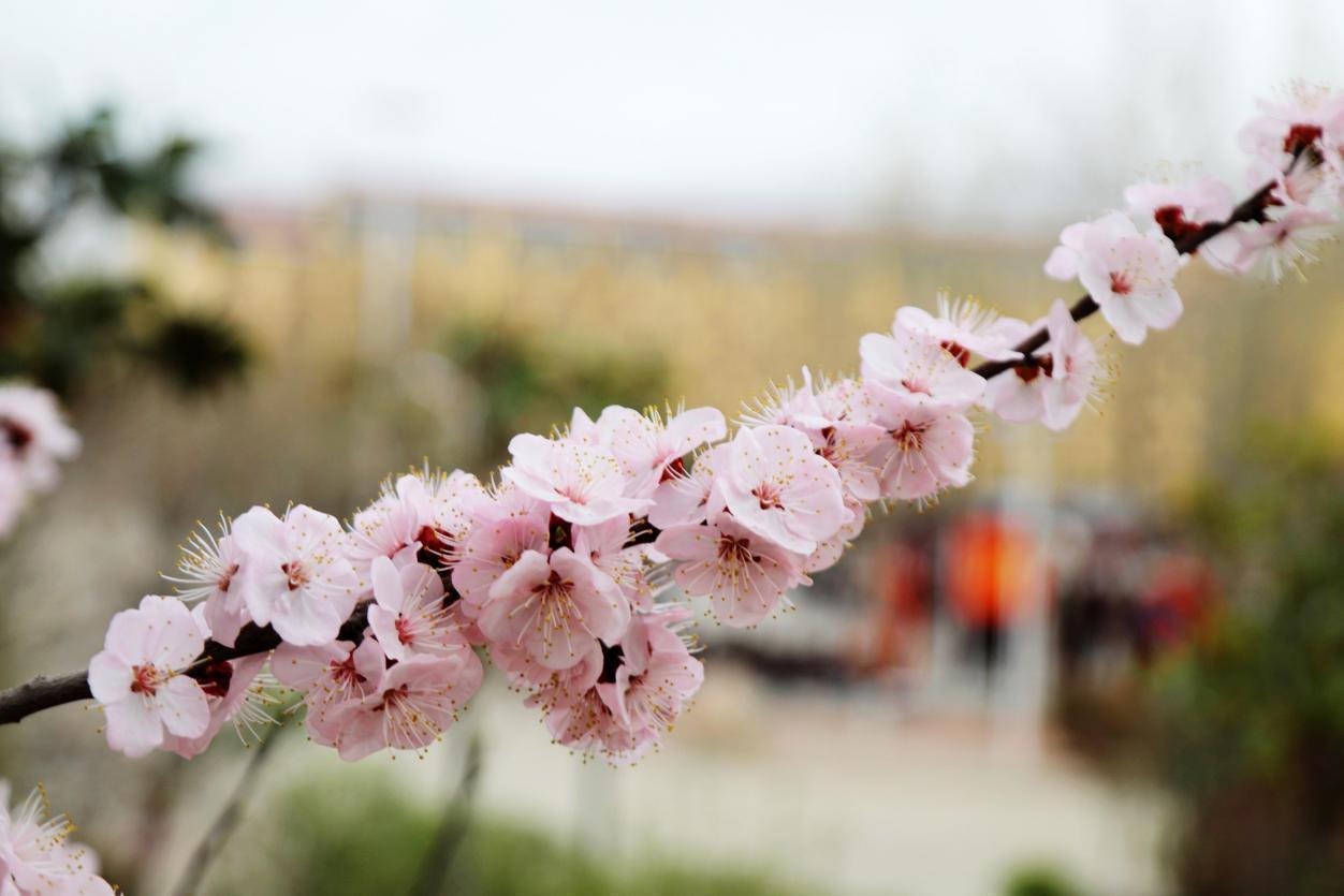 谜语分析，春意融融