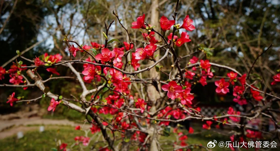 谜语互动，红英初绽倚春山，蓝溪绕岸水潺潺