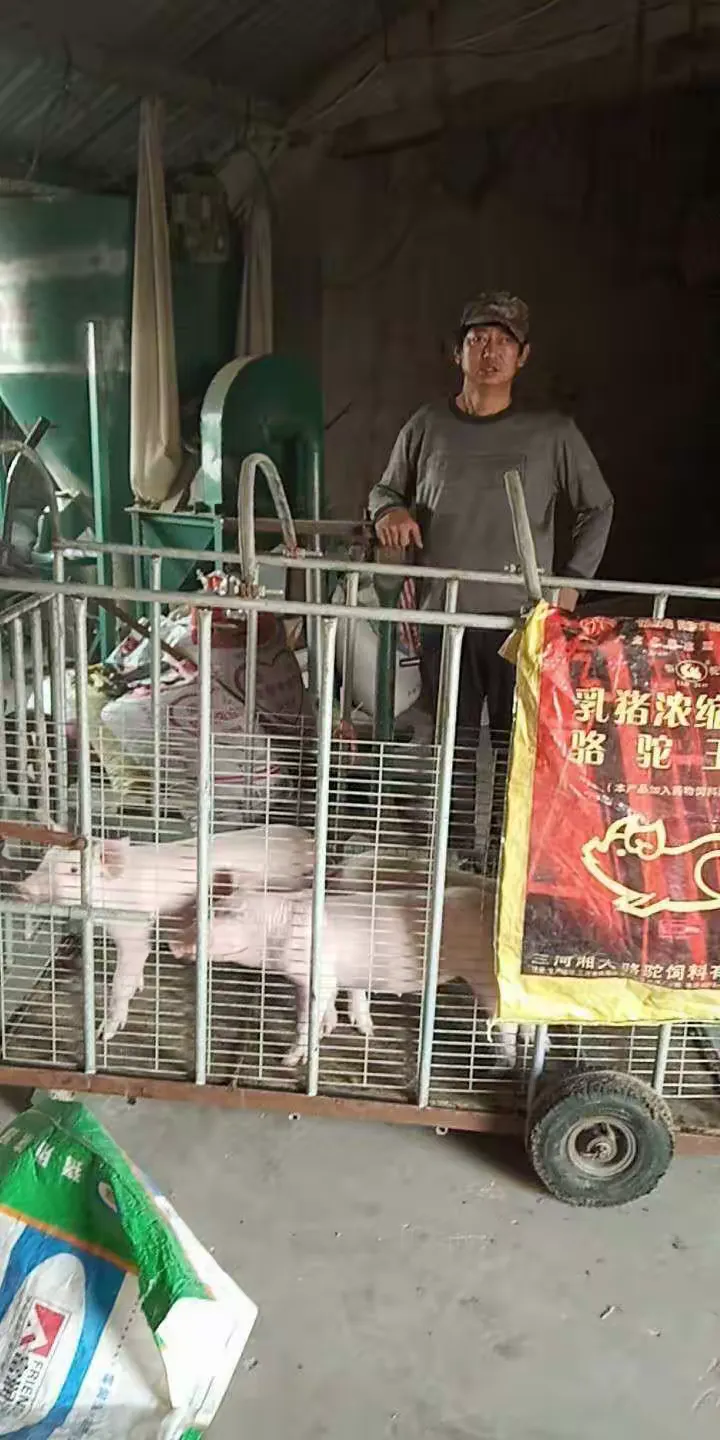 谜语类型:猪棚鸡棚半六九相伴三车轻郎马聪伴六三九中