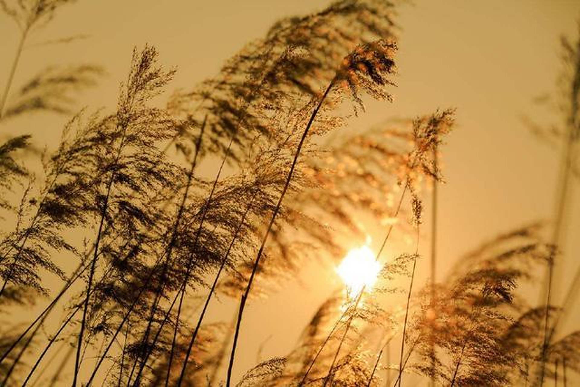蓑草春生映孤光，生肖文化中的诗意隐喻与科学解码