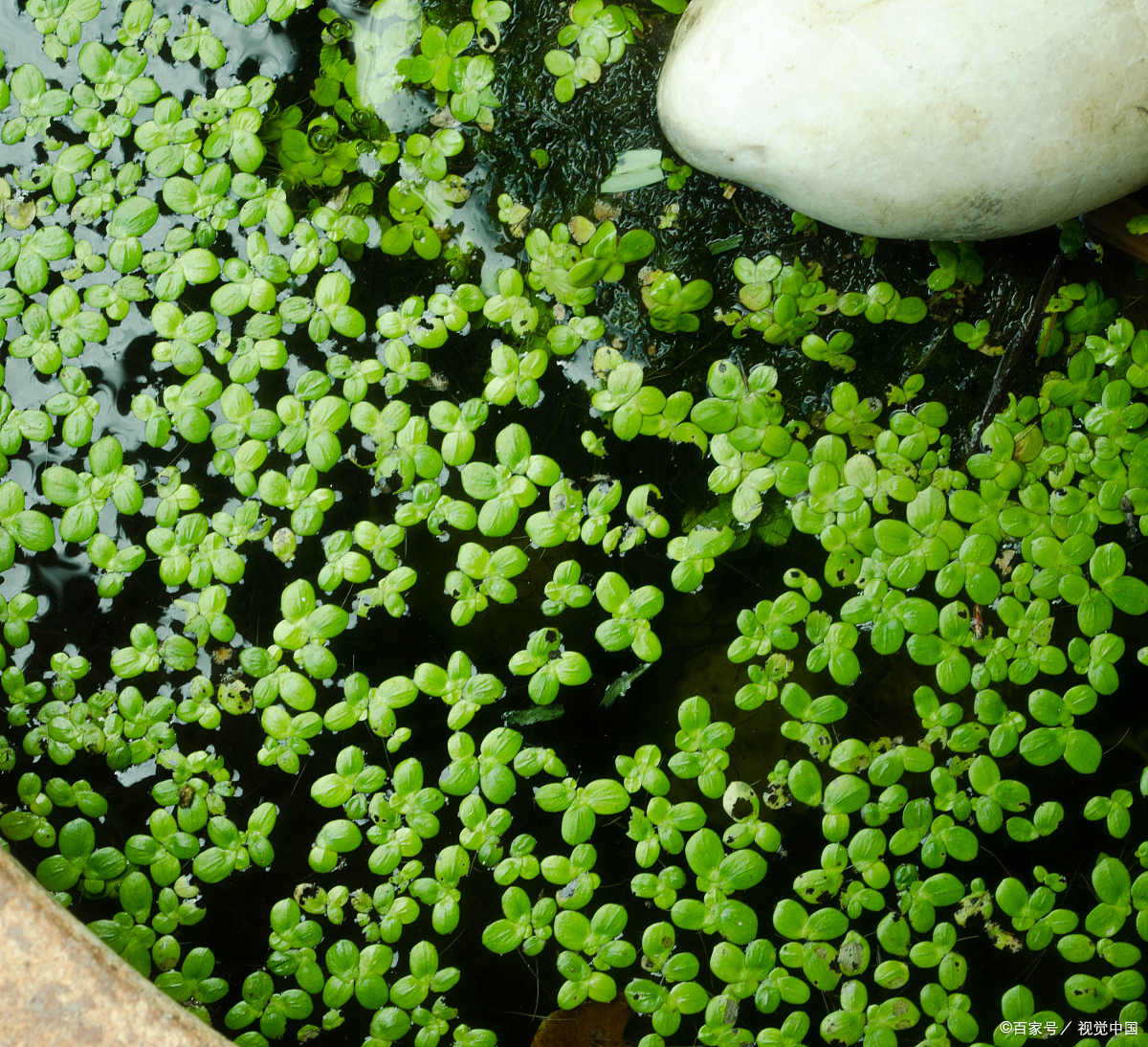 谜语智慧，频苔嫩色涵波绿