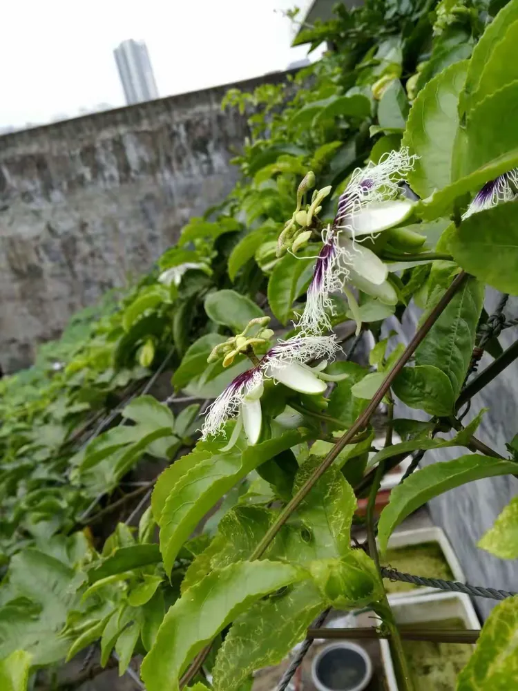 谜语习俗，开花结果—探寻文化中的智慧与趣味