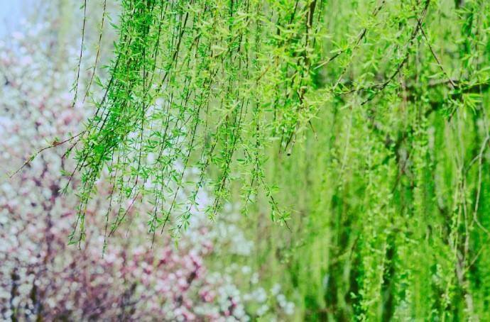 谜语发展:无心插柳柳成荫