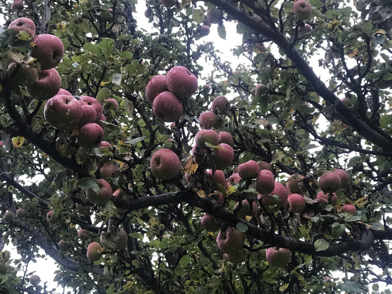 谜语节日，腾云驾雾后接龙，春华秋实猴摘果
