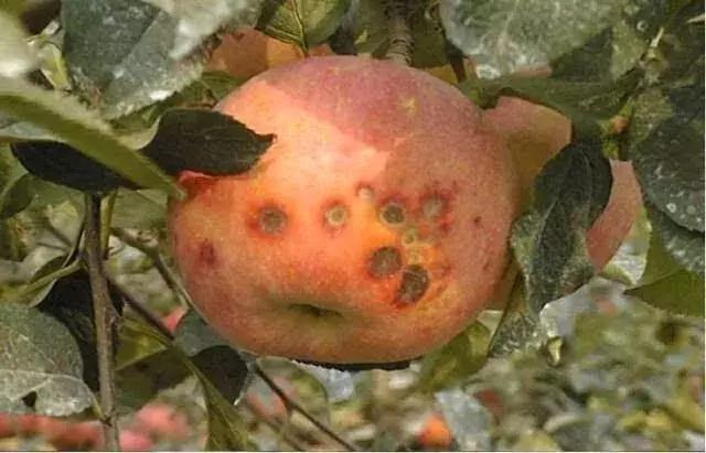 谜语社群，金銭何價，衣冠何穿，只知蘋果香且酸