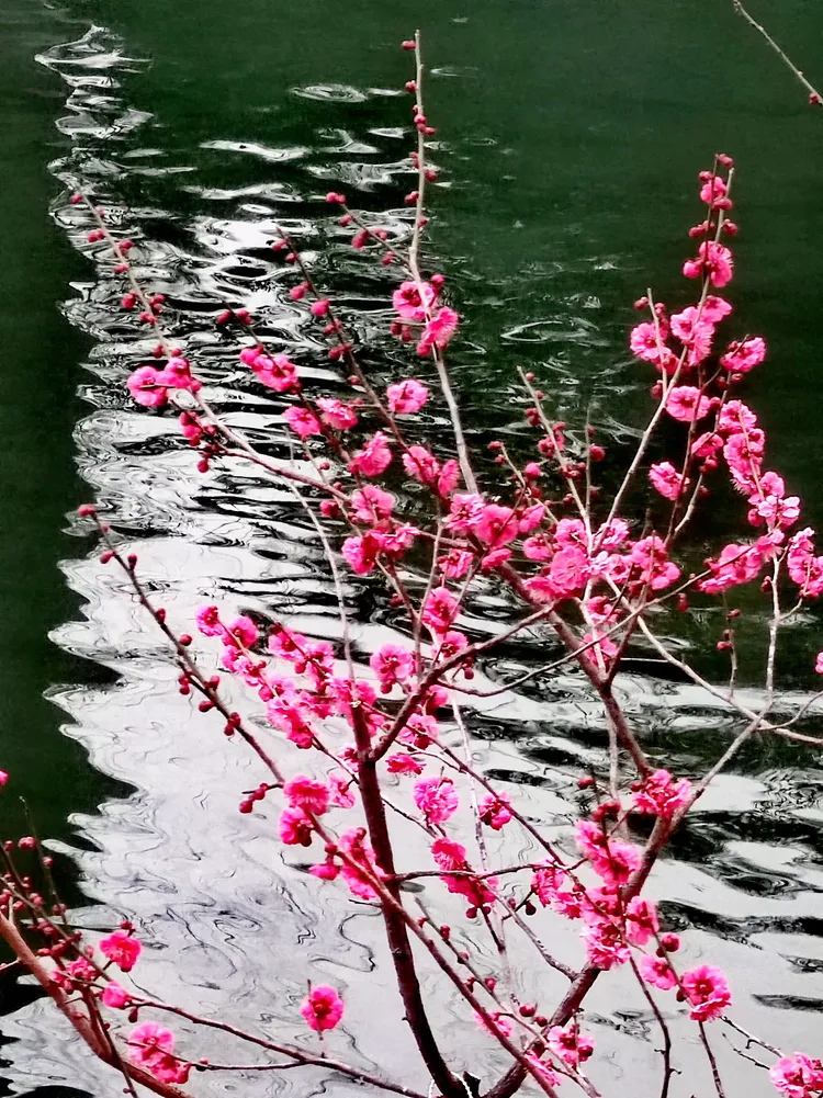 谜语庆典,疏梅横斜水清浅,瘦竹低垂月未央 谜语庆典,疏梅横斜水清浅,瘦竹低垂月未央