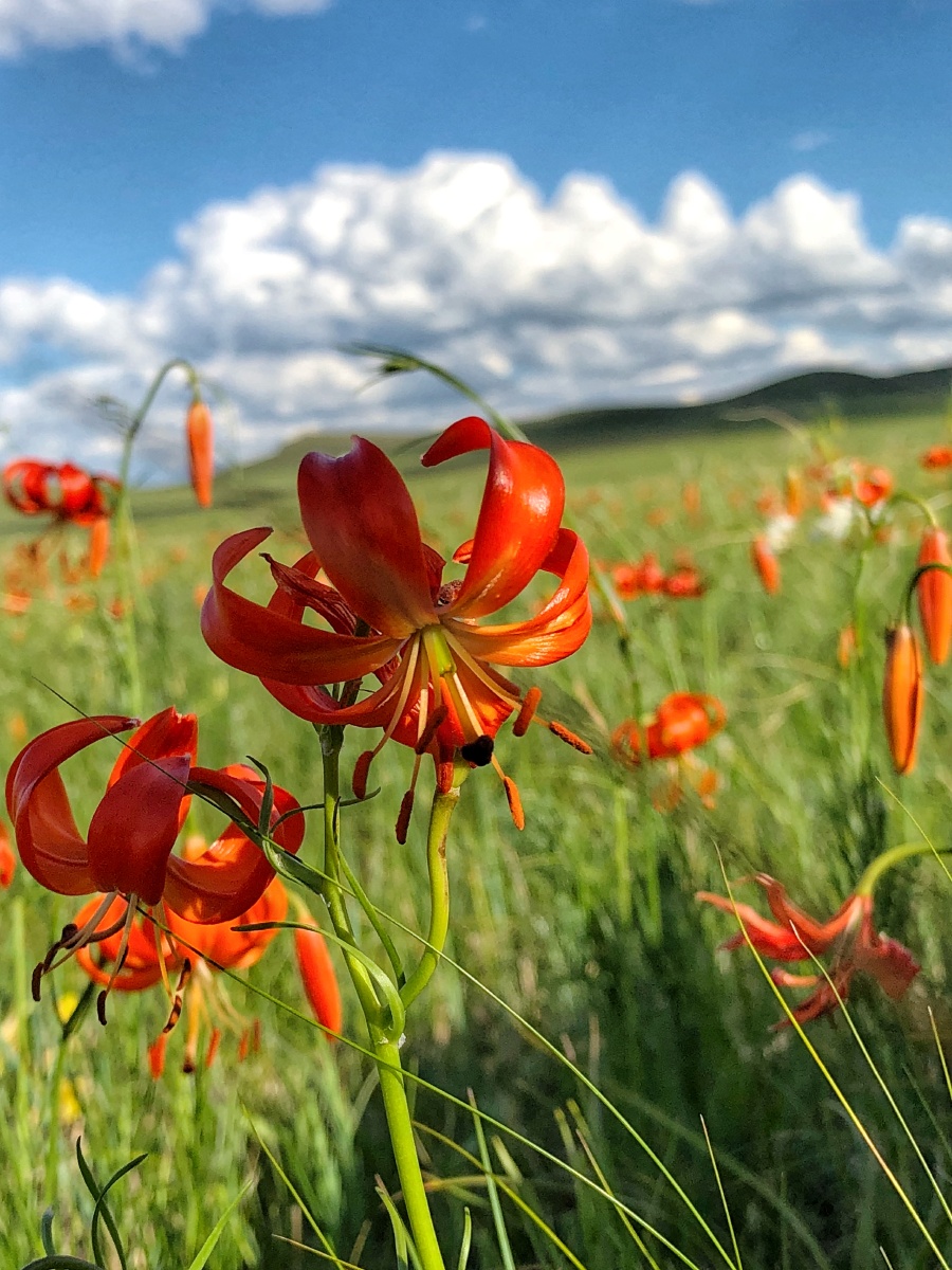 谜语互动，红觉山丹冒雨开