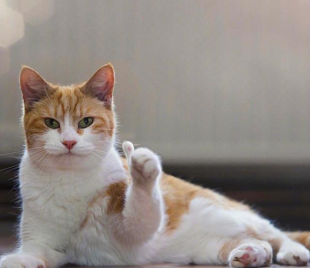 谜语背后的文化影响与深层含义解析—也文也武，嘩眾取寵。三令五申地如金