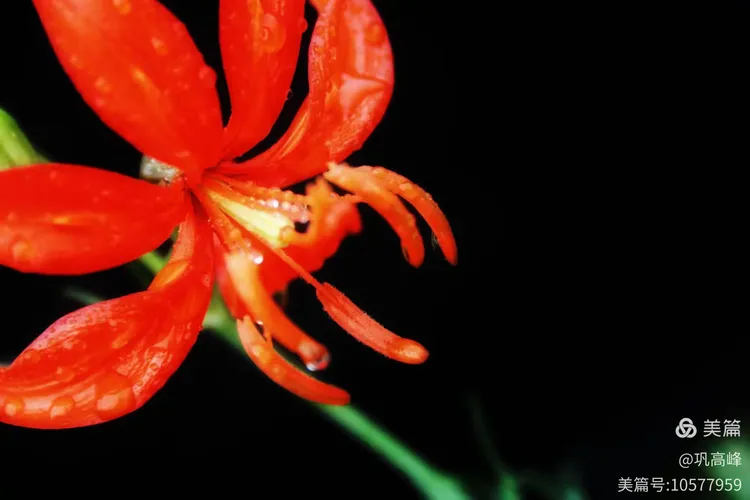 谜题游戏，红觉山丹冒雨开