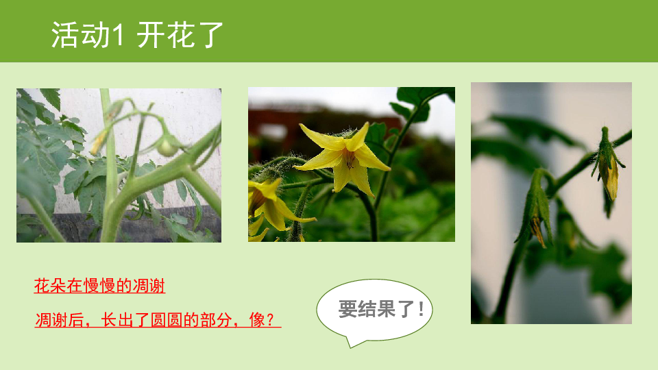 谜语价值，开花结果—探索文学教育中的隐喻与启迪