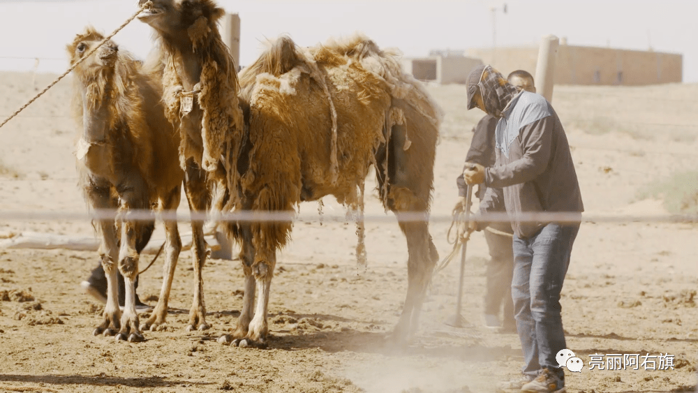 西游谜语大揭秘，牛来做媒牵红线背后的取经密码