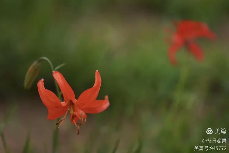 谜语问答，红觉山丹冒雨开