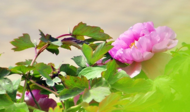 谜语解密，红英初绽倚春山，蓝溪绕岸水潺潺