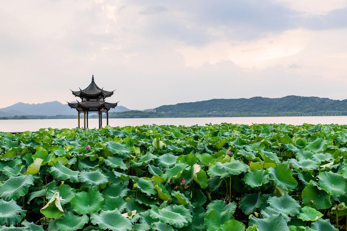 荷香菡萏映生肖，解码自然诗意的生命密码