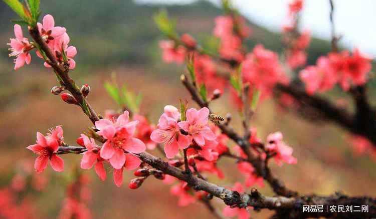 诗韵谜局，从自向庭中种荔枝，桃花春浸一篙深探寻生肖密码