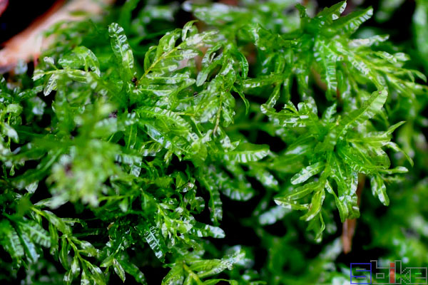 推理谜，频苔嫩色涵波绿