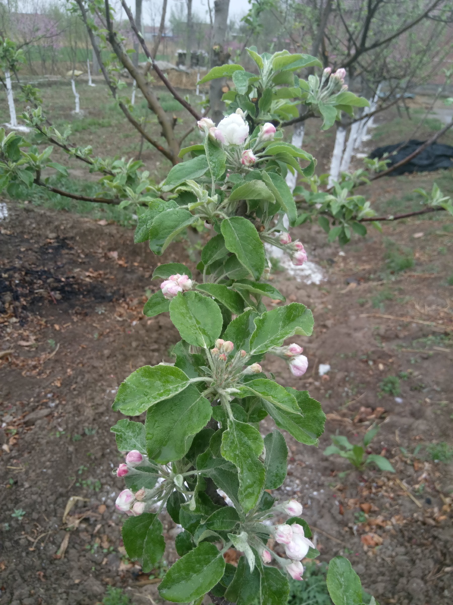 谜语类型，开花结果