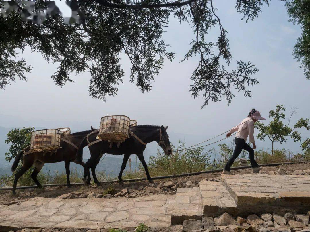推理谜，西天取经阴重重，牛来做媒牵红线