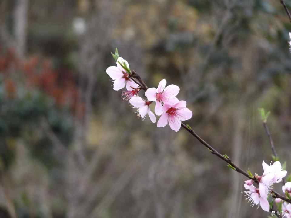 春风不见寻花伴，左对苍山右流水，一场文学与智慧的谜语游戏