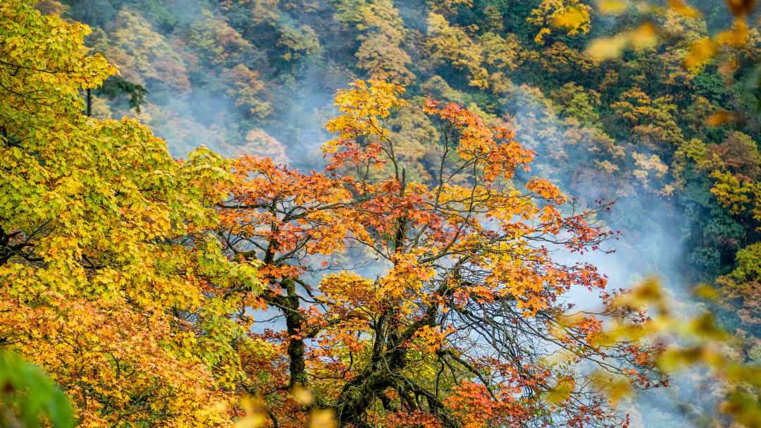 探秘谜语世界，以十八姑娘一朵花，五颜六色景如画为线索的文学之旅