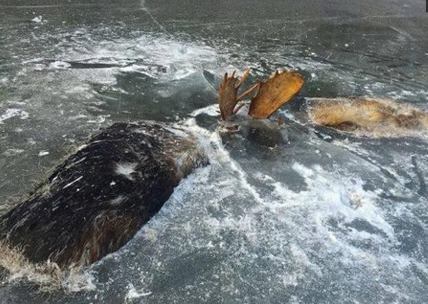 字谜探秘，欲钱买冰冻三尺的动物背后的文化密码