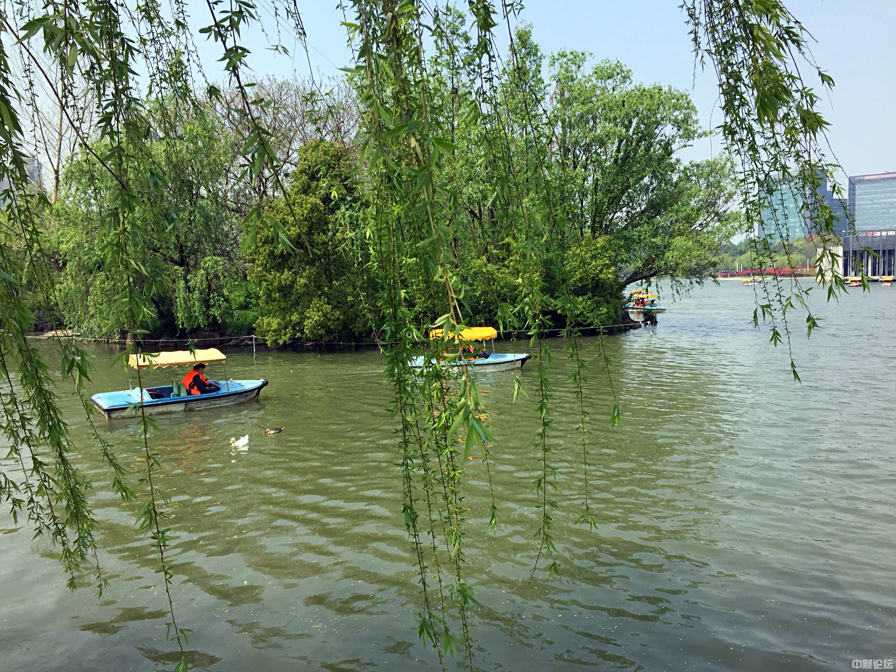 谜语理论，无心插柳柳成荫