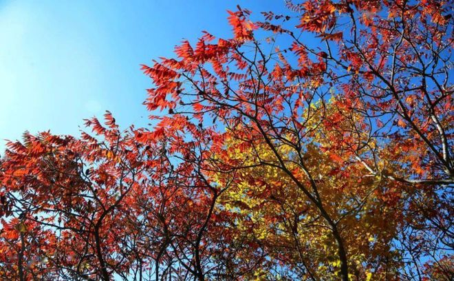 谜语创作，十八姑娘一朵花，五颜六色景如画