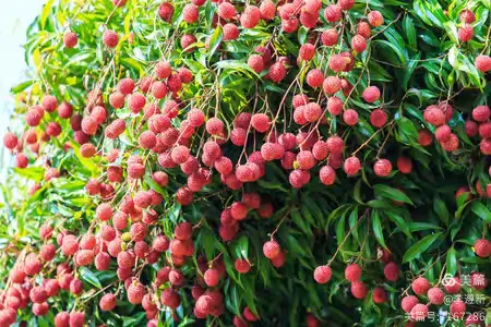 庭院春深探生肖，荔枝桃花映真章