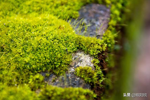 谜语节日，探索频苔嫩色涵波绿的文学魅力