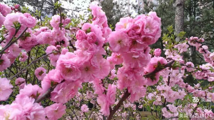 谜语手册，春花怒放