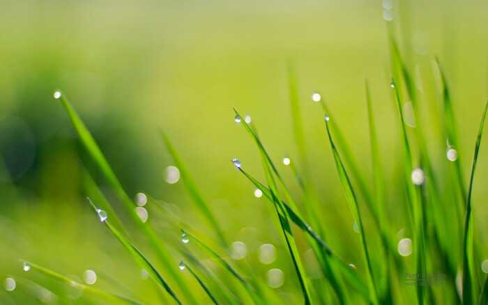 谜语学习，频苔嫩色涵波绿