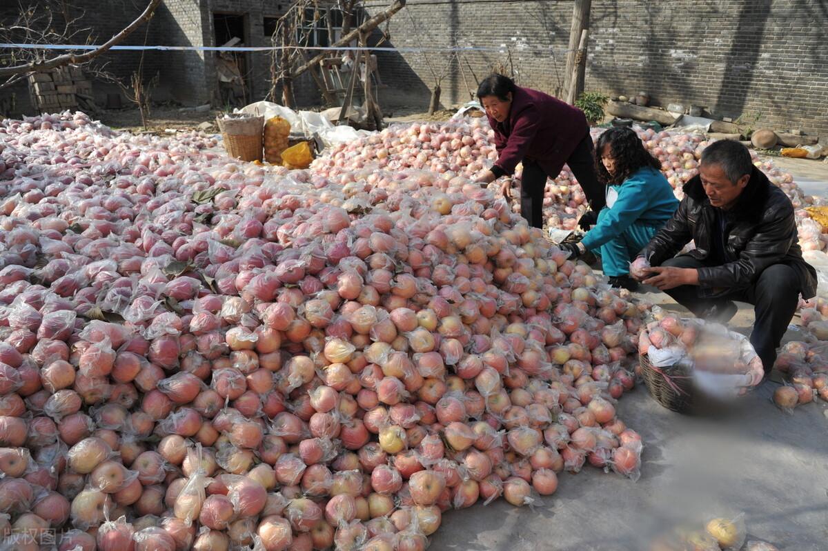 谜语游戏:金銭何價，衣冠何穿，只知蘋果香且酸