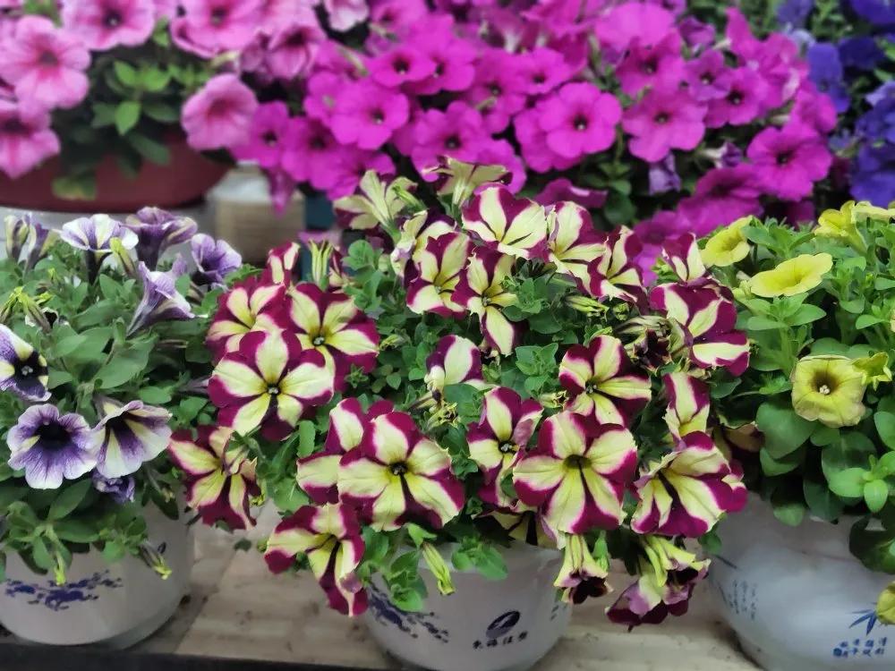 春花怒放时，那些藏在谜语里的千年习俗密码