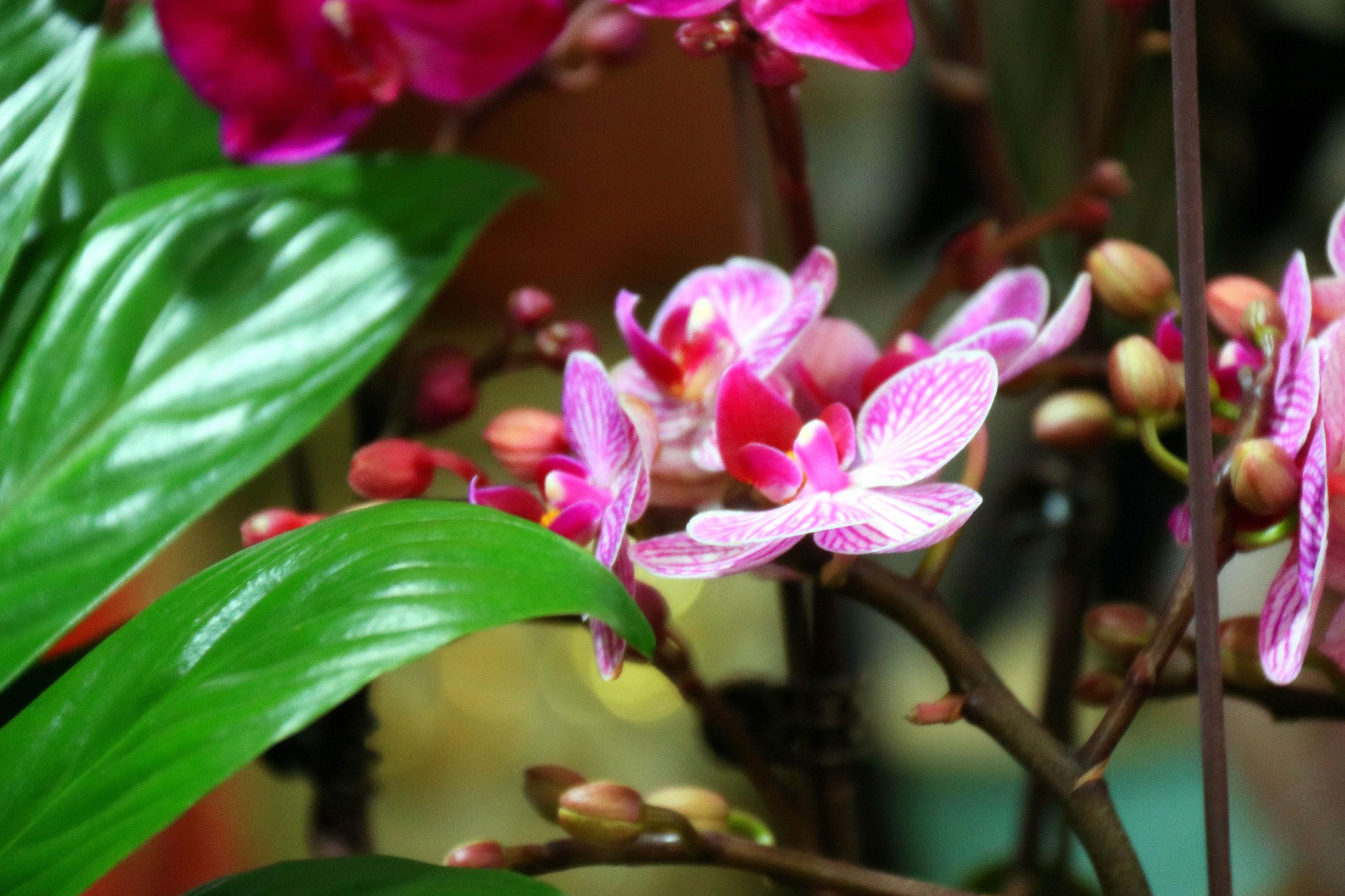 谜语变体，春意融融—探索文学中的春意盎然