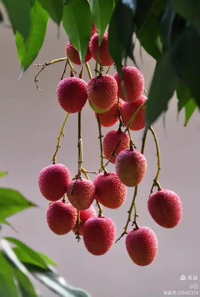 庭院春深探生肖，荔枝桃花映真章