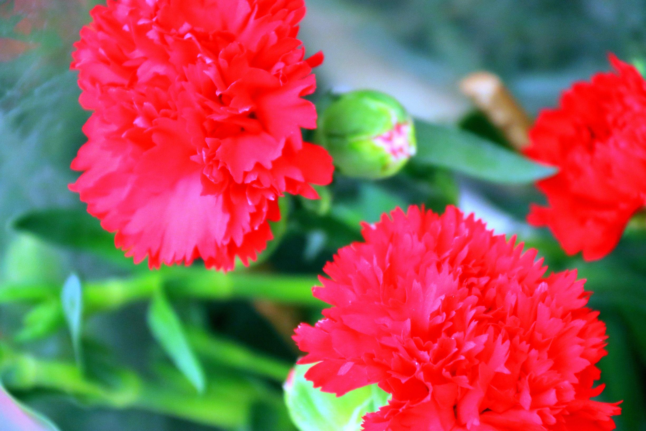 谜语变体，春意融融—探索文学中的春意盎然