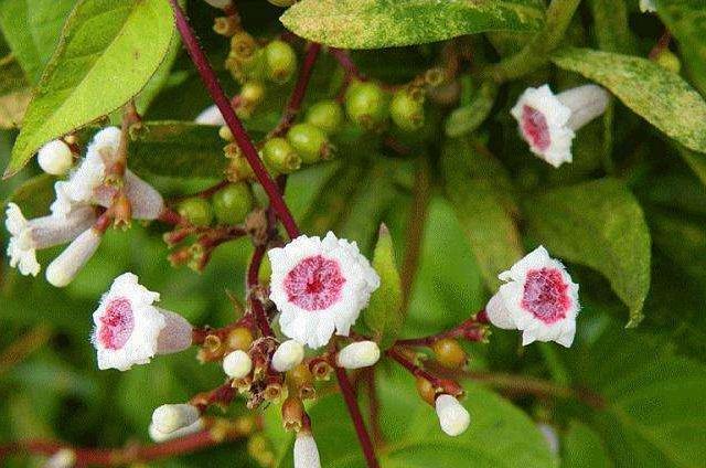 谜面:开花结果—文学教育中的隐喻与启示