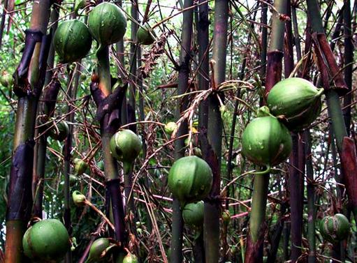 谜面:开花结果—文学教育中的隐喻与启示