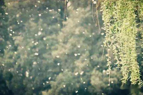 飞絮谜题中的生肖密码，一场跨越千年的文化解码-三五飞絮沾衣裳 猜一精准生肖