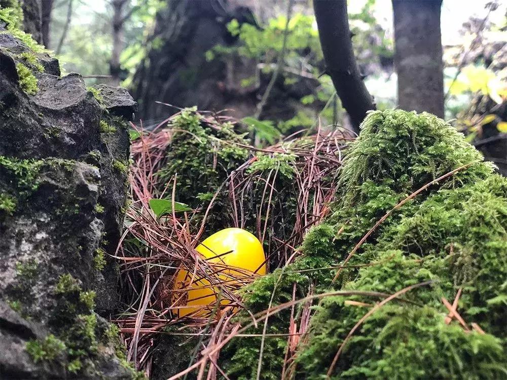 谜语探秘，六合将会变三合，要开合单也不难