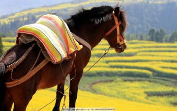 谜语变体:一马平川